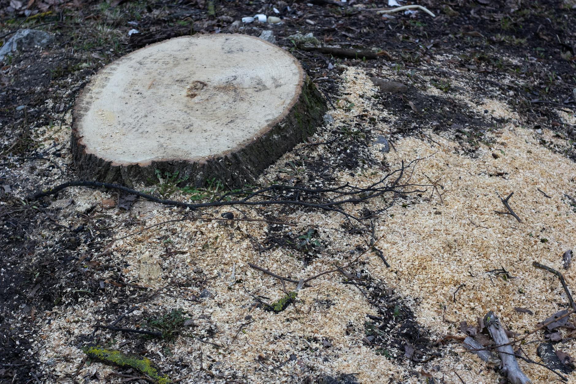 Tree stump after removal